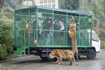 This ZOO Puts People in Moving Cages while the Animals Roam Free