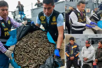 Authorities Intercept a Vessel Illegally Transporting 12.3 Million Seahorses Extracted from the Pacific