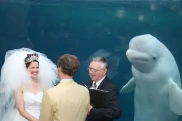 Cute Beluga Whale Photobombs Bride on Her Wedding Day & Sparks Funny Memes