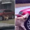 Stray Dog Kicked by Man Comes Back with ‘His Gang’ for Revenge & Vandalize His Car