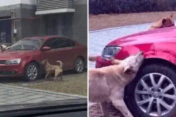 Stray Dog Kicked by Man Comes Back with ‘His Gang’ for Revenge & Vandalize His Car