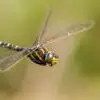 Female Dragonflies Fake Death To Avoid Males Ready To Mate
