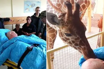 The Final Kiss: Giraffe Says Goodbye to Dying Zookeeper Who Took Care for It