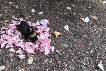 Amazing Nature: Ants Covering a Dead Bee with Flowers- Is this a Burial?