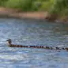 Super Mom: Duck Spotted in a Minnesota Lake with 76 Ducklings in a Row