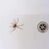 Oh, No: ‘Don’t Kill the Spiders in Your Home’ Says an Entomologist