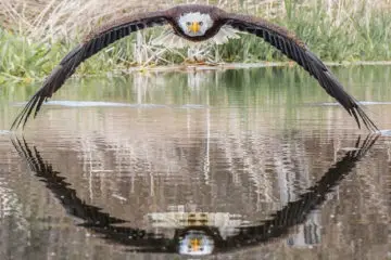 Stunning Photo of an Eagle in a Symmetrical Reflection Caught by this Photographer
