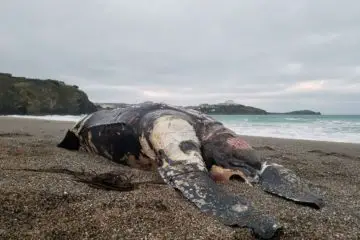 100-Year-Old Giant Turtle Found Dead off the Coast of Cornwall