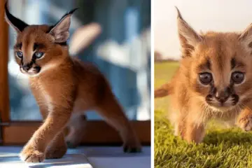 Cutest Cat Species: Check Out these Amazing Images of Baby Caracals
