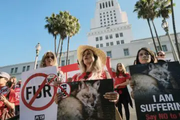 California Is First State which Bans Fur Production & Distribution