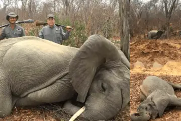 Rich Businessman Kills 2 Young Elephants & Proudly Poses for Photo