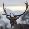 Hunter from Arkansas Dies after Deer He Shot Attacks Him