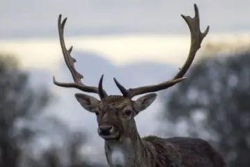 Hunter from Arkansas Dies after Deer He Shot Attacks Him