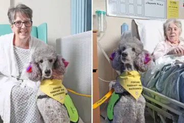 This Is Cupcake: Therapy Poodle that Visits Hospital Patients to Help them Feel better