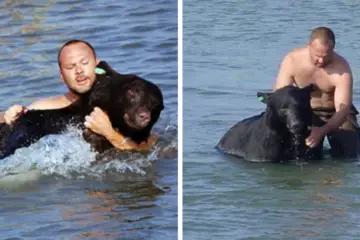 Beautiful People: Brave Man Manages to Save a Drowning 400-Lb Bear