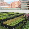 Hospital in Boston Has a Rooftop Garden Supplying more than 7000 Pounds of Organic Produce for Its Patients