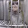 Shocking & Sad: Secret Video from German Testing Lab Shows Monkeys & Dogs Screaming from Pain