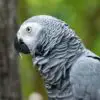 Parrot Comes Back to Owner 4 Years after Disappearing & Speaks Spanish