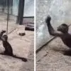 Video Shows Monkey Using a Rock to Smash the Glass in a Chinese ZOO
