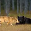 One-of-a-Kind Bond between Bear & Wolf Caught on Camera by a Finnish Photographer