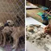 9-Year-Old Boy from Russia Sells His Pet Paintings & Uses the Money to Buy Food for Shelter Animals
