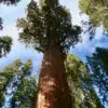 California Conservation Group Wants to Buy the Largest Remaining Sequoia Forest for $15 Million