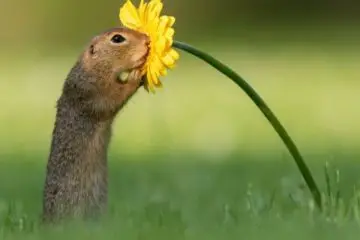 Lovely Scene: Photographer Catches Rare Moment of Squirrel Stopping to Smell a Flower