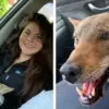 Woman Rescues Wild Coyote Thinking It Was a Dog