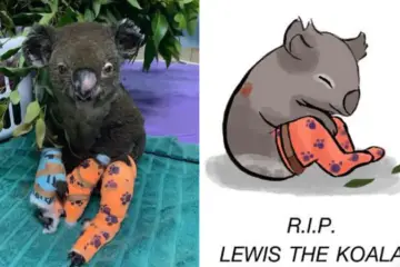 Sad News: Lewis, the Koala whose Rescue Gained World’s Attention, Has Died