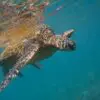 The Population of Sea Turtles Increased by 980% after Legal Protections