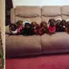 Man Successfully Lines Up His 17 Dachshunds Dressed in Christmas Sweaters to Pose for a Photo