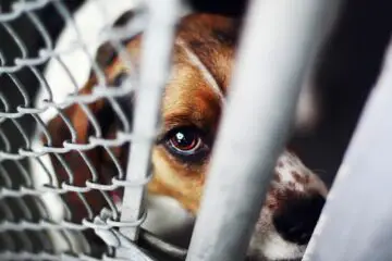 Animal Cruelty Is now a Federal Crime: President Trump Signs the New Law