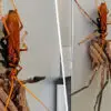 Everything Is Possible in Australia: Giant Spider Carries Dying Huntsman Spider