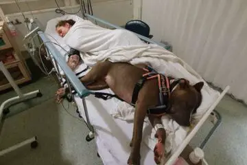 Our Best Friends: Service Dog Doesn’t Want to Leave Owner’s Side after Saving Her Life