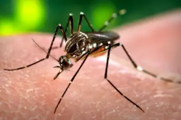 First Case of Dengue Fever Sexually Transmitted Has Been Confirmed in Spain