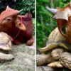 Tortoise & Calf without Legs Become Best Friends Who Do everything Together