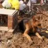 Heartbroken Dog Tries to Dig into Dead Owner’s Tomb