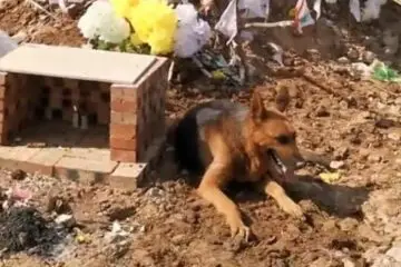 Heartbroken Dog Tries to Dig into Dead Owner’s Tomb