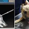 Heroic Dog Gets Stabbed in the Head & almost Dies to Save His Owner