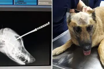 Heroic Dog Gets Stabbed in the Head & almost Dies to Save His Owner