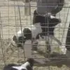Undercover Footage Shows Animal Abuse in Coca-Cola Partner Farm