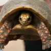 While Cleaning their House, a Family Finds a Pet Tortoise Missing since the 80s