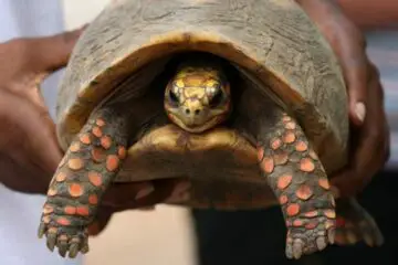 While Cleaning their House, a Family Finds a Pet Tortoise Missing since the 80s