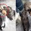 Kindness Knows no Boundaries: Goose Warms Up Lost & Shivering Puppy with Its Wings