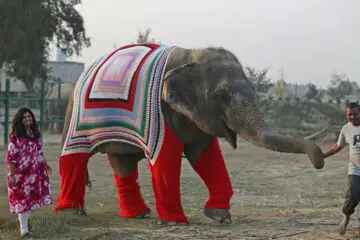 Indian Villagers Knit Jumpers for Elephants to Protect them from Cold