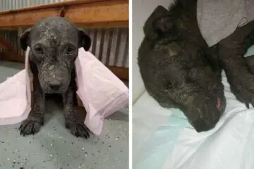 Starla, the Rescue Puppy that Was Abandoned with a Broken Spine & Mange