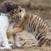 Tiger Cub Rejected By Mother Finds A Best Friend In Little Puppy