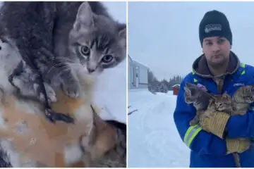 This Canadian Oil Worker Saves 3 Frozen Kitties Using His Morning Cup of Coffee