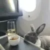 This Bunny Travels in First Class & Gets Ice Cream Service & Unlimited Nuts