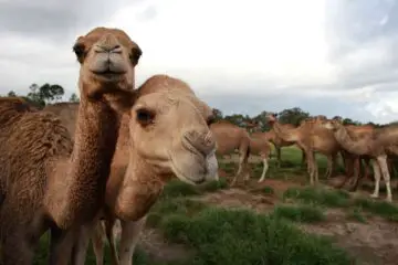 More than 10,000 Camels in Australia to Be Shot because of Drinking too much Water?